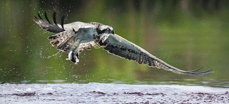 Catch of the Day by John Bye — Master Works Edition On Canvas
