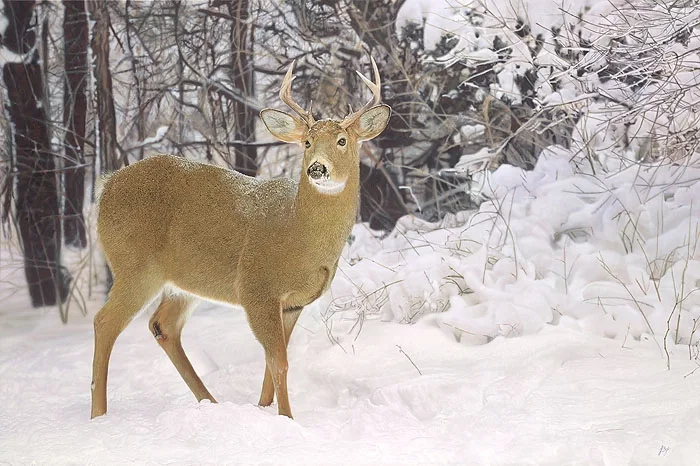 Winters Beauty by John Bye — Master Works Edition On Canvas