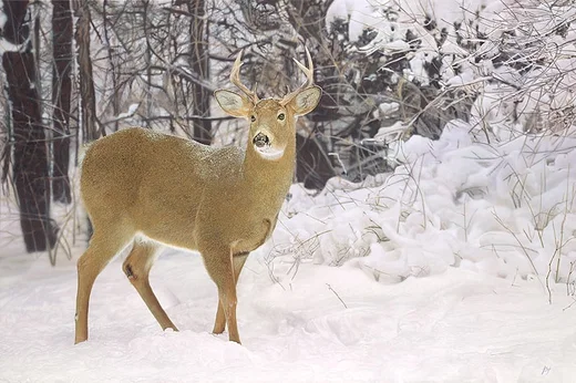 Winters Beauty by John Bye