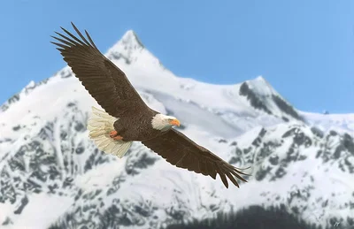 The Patriot by John Bye