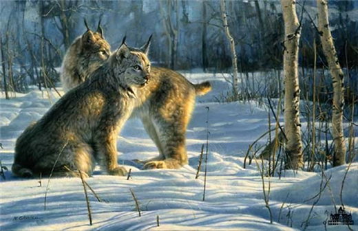 Lynx Light by Nancy Glazier by Nancy Glazier