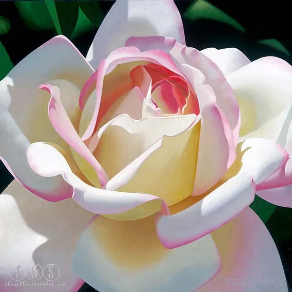 Single Cherry Parfait Rose by Brian Davis