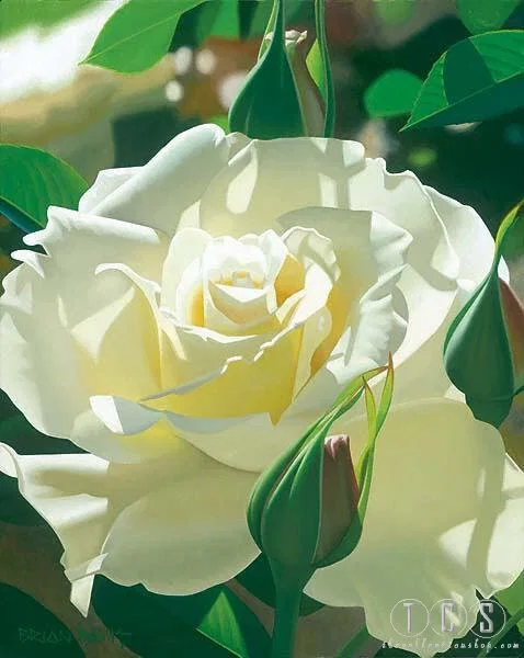 Pale Yellow Beauty by Brian Davis