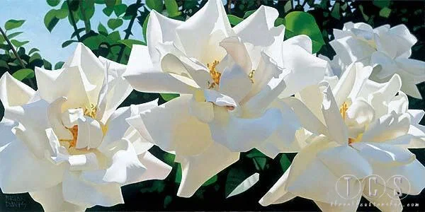 Radiant Rose Quartet by Brian Davis