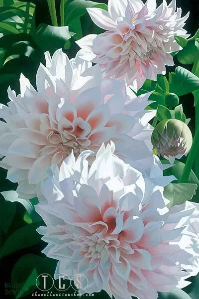 Three Pink Dahlias by Brian Davis