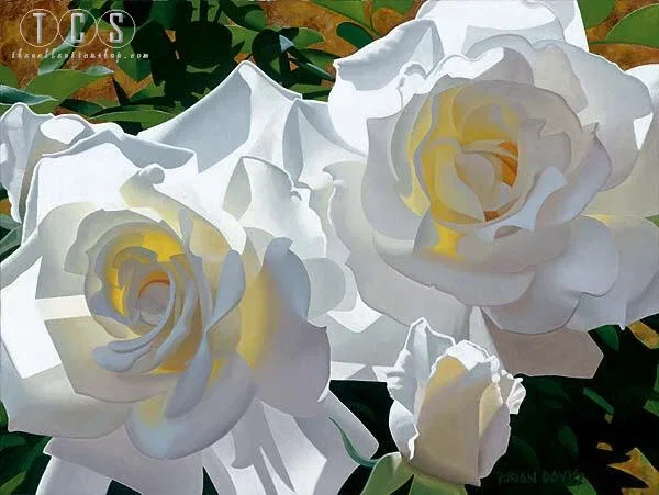 White Radiant Roses by Brian Davis