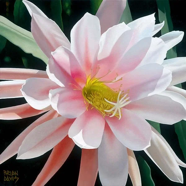 Blushing Beauty by Brian Davis