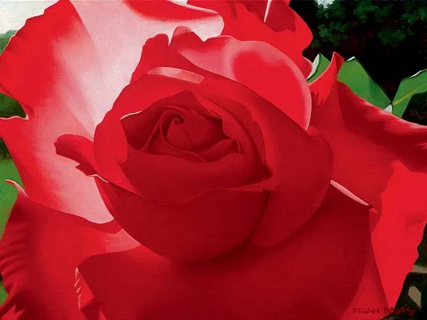 Brilliant Red Solo Rose by Brian Davis