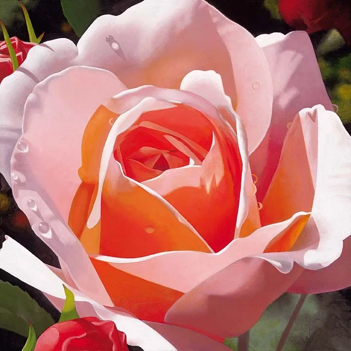Morning Rose by Brian Davis