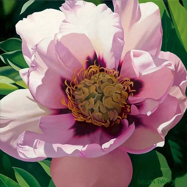 Pink Peony by Brian Davis