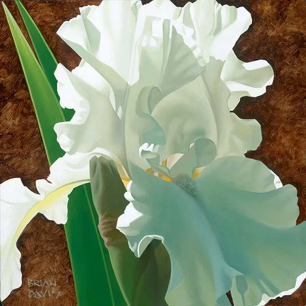 Solitary White Iris by Brian Davis