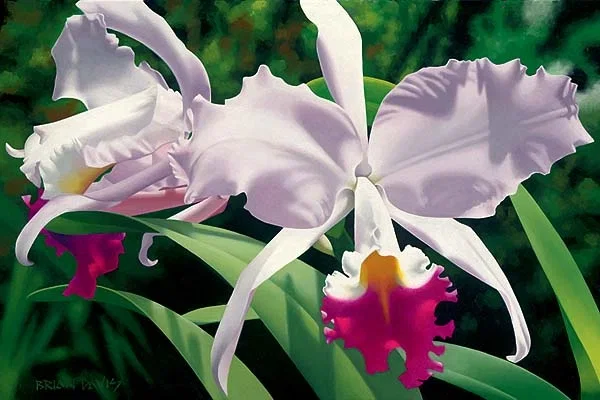 White And Magenta Orchids by Brian Davis