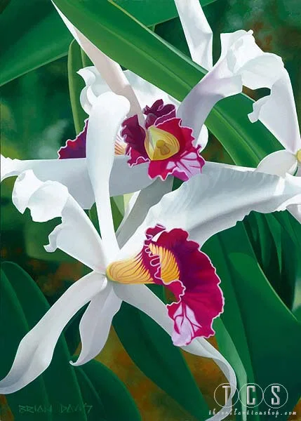 Captivating Cattleya by Brian Davis