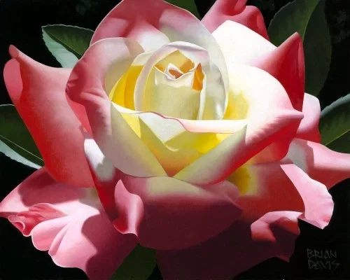 Delicate Double Delight Premier by Brian Davis