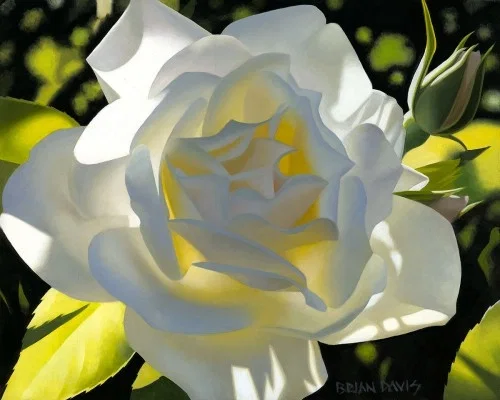 Divine White Rose by Brian Davis