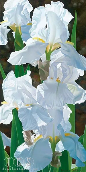 Enchanting Irises by Brian Davis