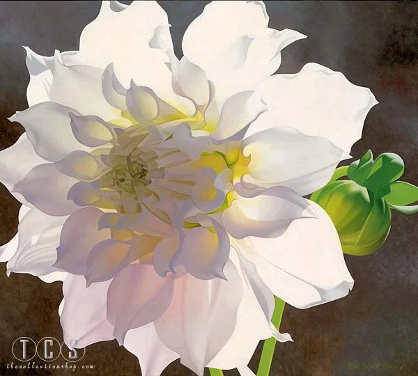 Pale Pink Dahlia by Brian Davis
