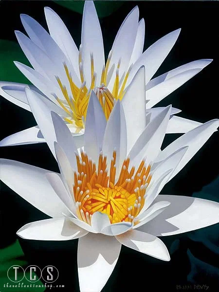 Water Lily Duet by Brian Davis