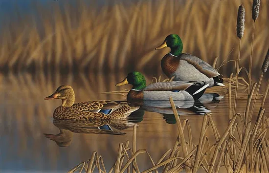 Richard Clifton - Afternoon Mallards Limited Edition Print