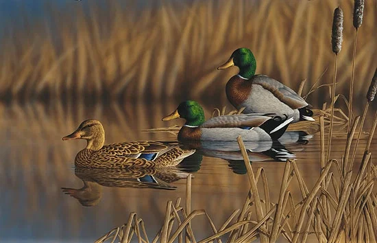 Afternoon Mallards Limited Edition Print by Richard Clifton