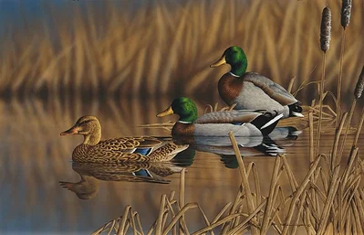Afternoon Mallards Limited Edition Print by Richard Clifton