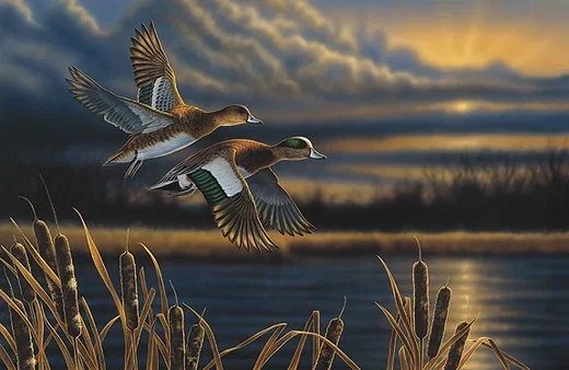 Widgeon - Out Front Limited Edition Print by Richard Clifton