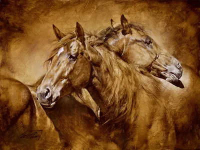 Chris  Owen - Comfort