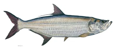 Flick Ford - Tarpon Masterwork Canvas Edition