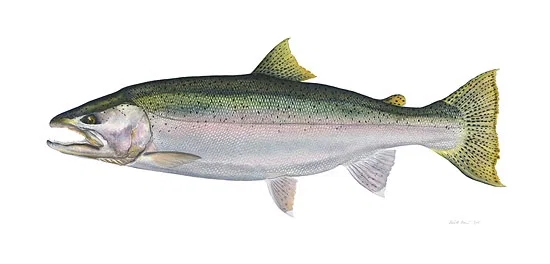 Steelhead by Flick Ford — Limited Edition Canvas