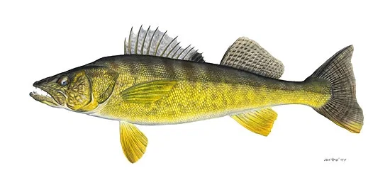 Walleye by Flick Ford — Limited Edition Canvas
