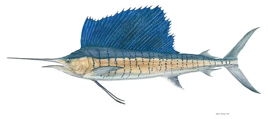 Sailfish by Flick Ford — Limited Edition Canvas