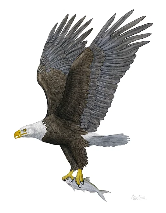 Bald Eagle by Flick Ford — Giclee On Canvas