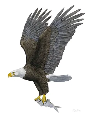 Flick Ford - Bald Eagle