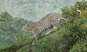 Guy Combes Gallery
