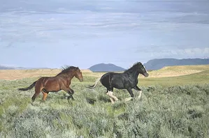 John Bye - Wild and Free