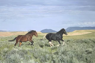 Wild and Free by John Bye