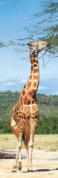 Rothschild Giraffe Nakuru Park by Guy Combes — Master Works Edition On Canvas
