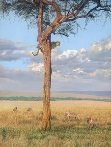 Guy Combes - Sanctuary