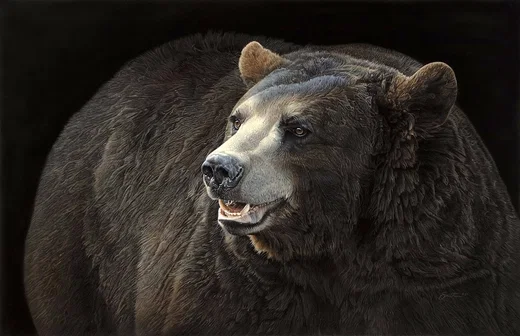 Black on Black Bear by Daniel Smith