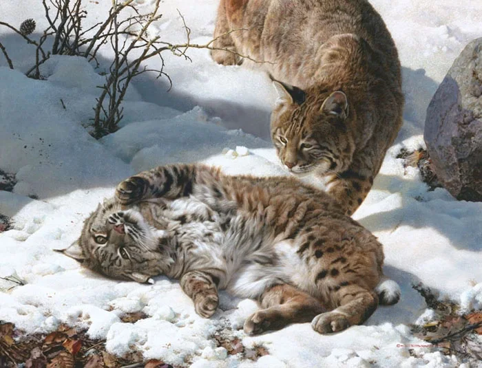 Love is in the Air - Bobcats by Carl Brenders — Giclee On Canvas
