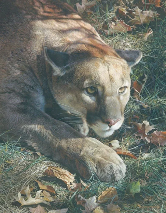 Stalking - Cougar by Carl Brenders — Giclee On Canvas