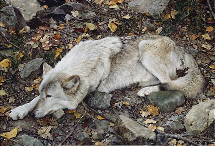 The Fall Guy - Tundra Wolf by Carl Brenders — Giclee On Canvas