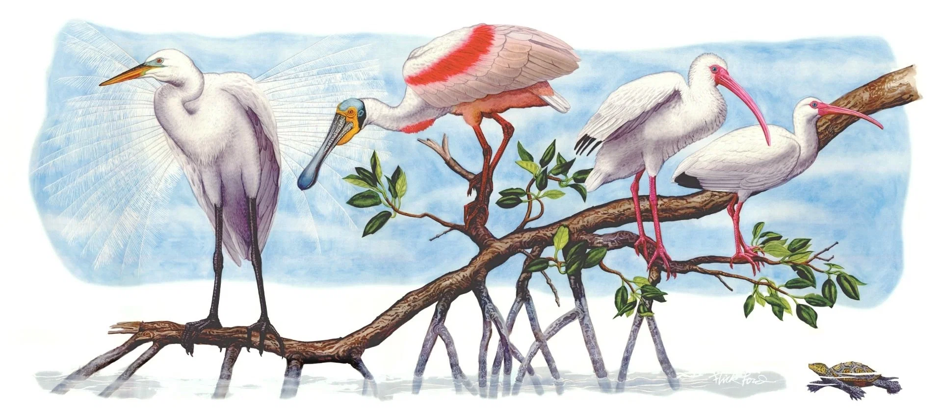 Shorebirds in the Mangroves Masterworks Edition by Flick Ford — Giclee On Canvas