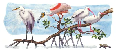 Flick Ford - Shorebirds in the Mangroves Masterworks Edition
