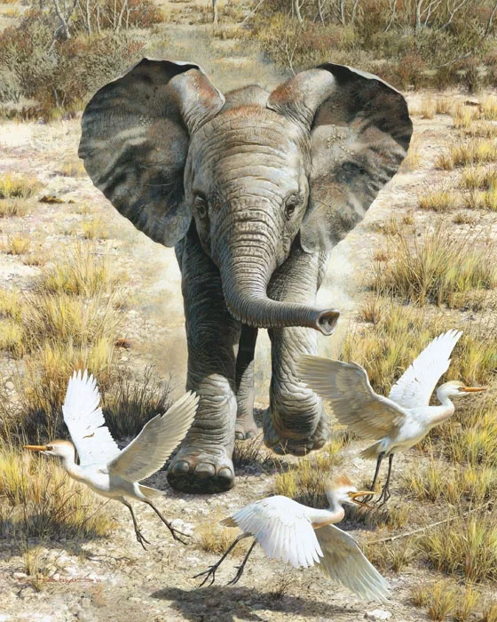 Flushing Egrets-Elephant Calf by Carl Brenders
