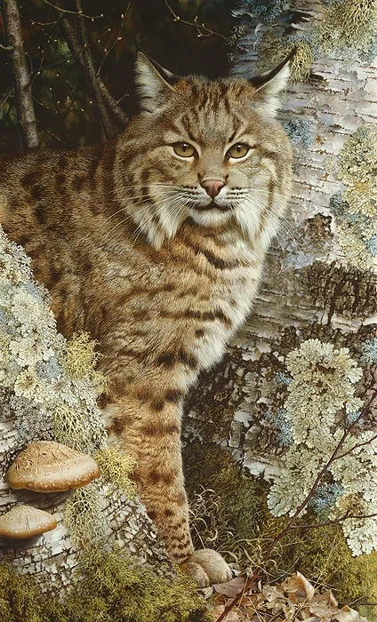 FOREST SENTINEL by Carl Benders — Giclee On Canvas