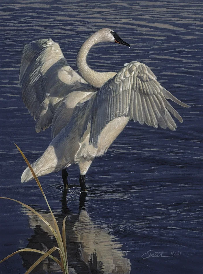Graceful Display- Swan by Daniel Smith — Giclee On Canvas