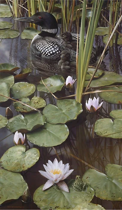 In the Swim of Things - Loon by Carl Brenders — Giclee On Canvas