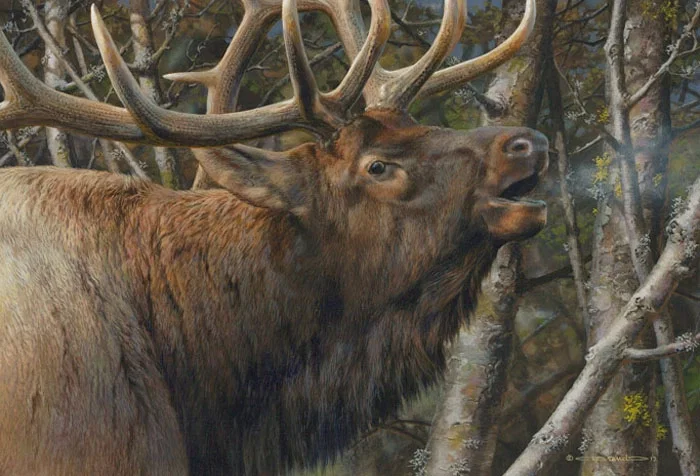 Mating Call Bull Elk by Carl Brenders — Giclee On Canvas