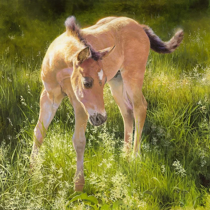 Montana Colt by Bonnie Marris — Giclee On Canvas